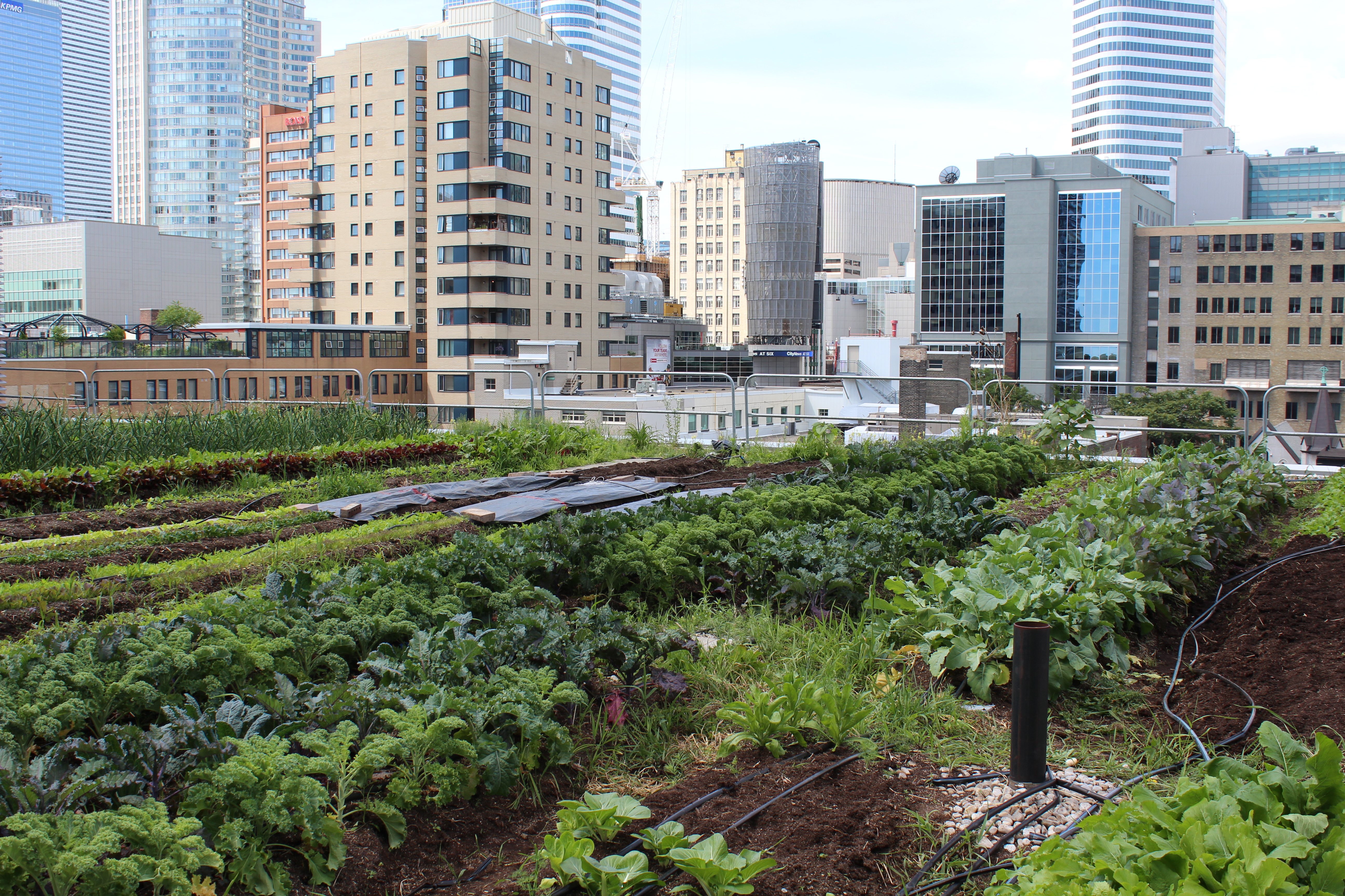 Using Green Roofs to Grow Food